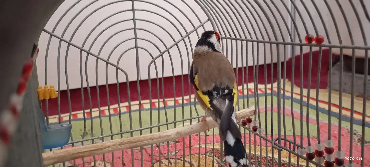 سهره قناری سهره نر|پرنده|مرودشت, سهل‌آباد|دیوار