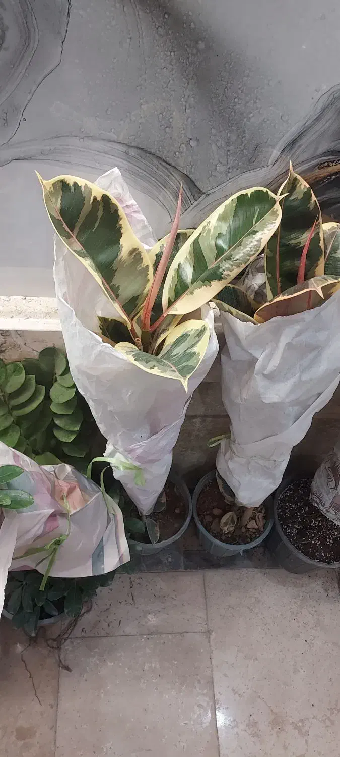 گلخانه گلستان افتتاح شد|گل و گیاه طبیعی|گلستان (تهران), |دیوار