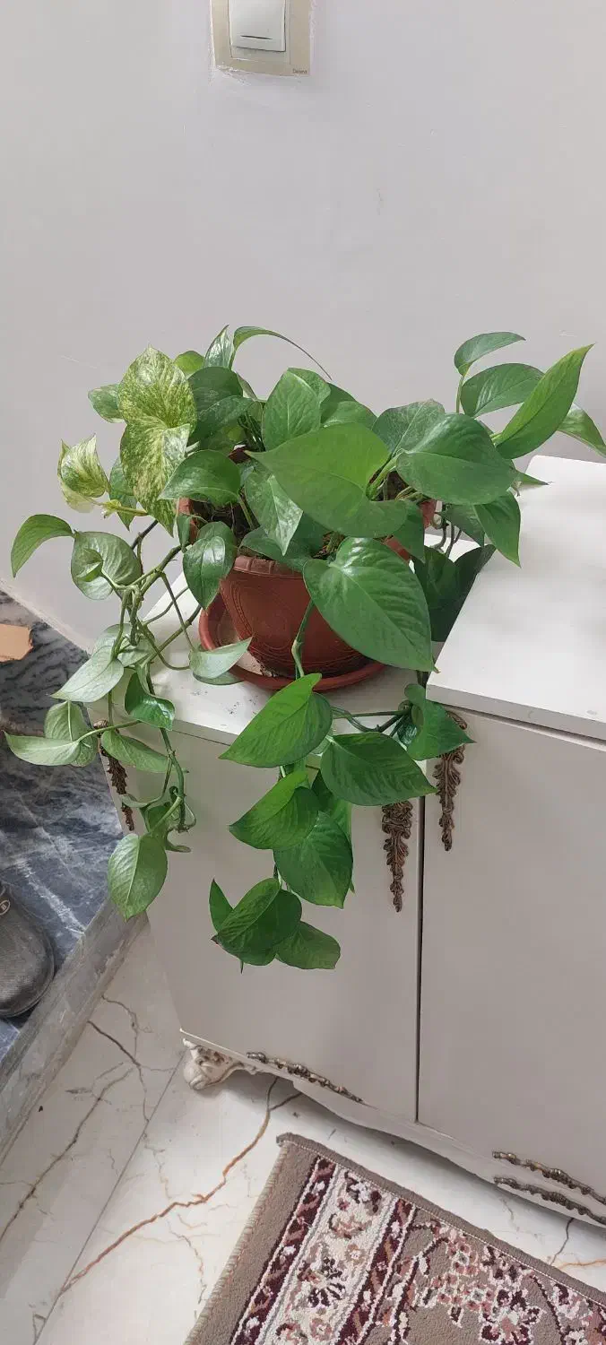 گل پتوس|گل و گیاه طبیعی|کرمانشاه, |دیوار