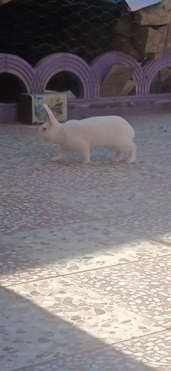 خرگوش|موش و خرگوش|گنبد کاووس, |دیوار