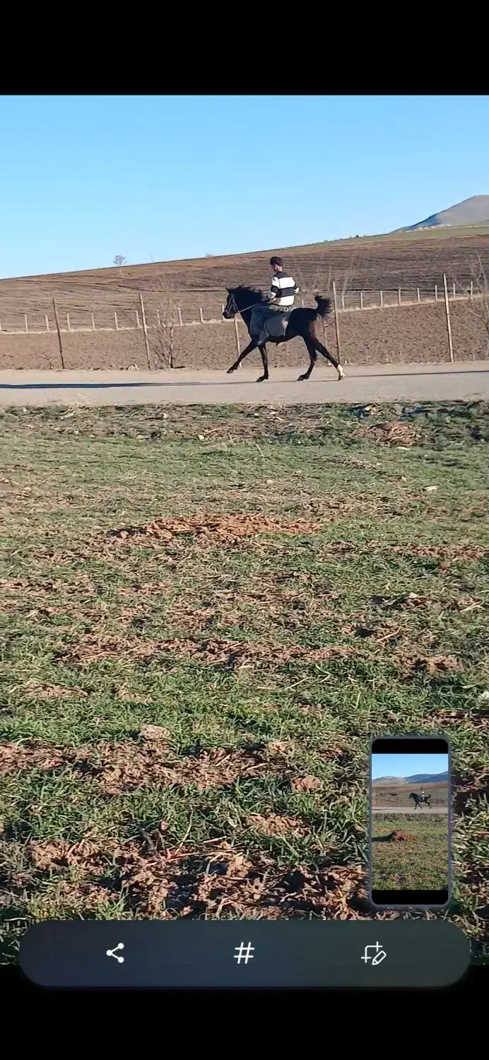 اسب کورد|اسب و تجهیزات اسبسواری|جوانرود, |دیوار