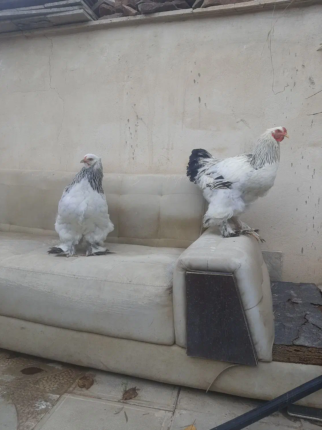 مرغ و خروس برهما|حیوانات مزرعه|تهران, بوستان سرخه حصار|دیوار