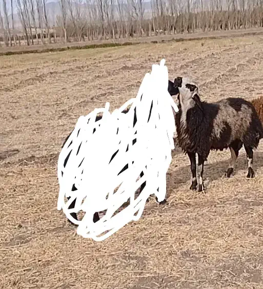 بره قوچ دامازلیخ|حیوانات مزرعه|سراب, |دیوار