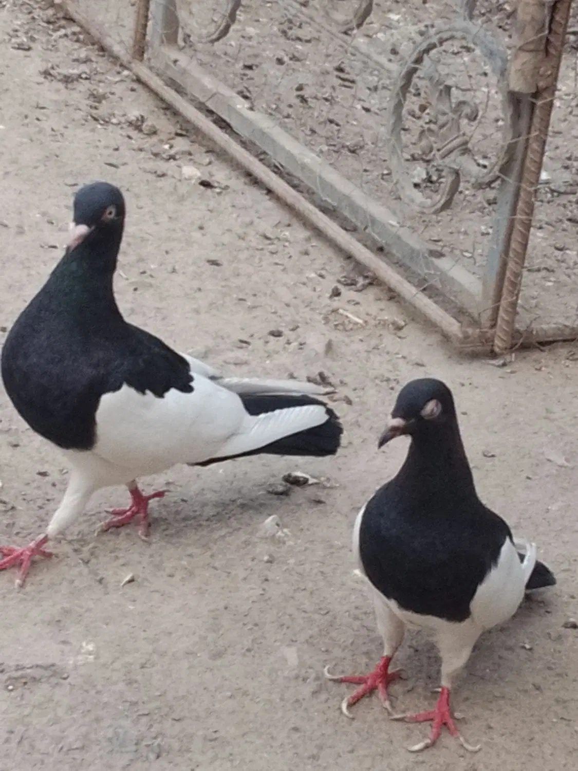 کفتر|پرنده|گلباف, |دیوار
