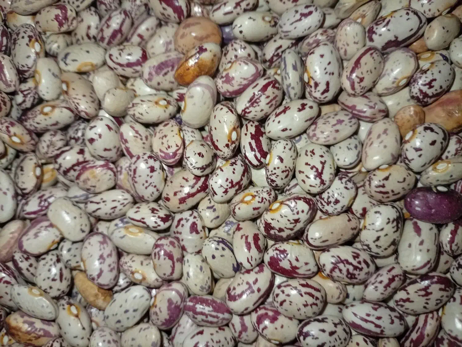 لوبیا|عمدهفروشی|مهربان, |دیوار