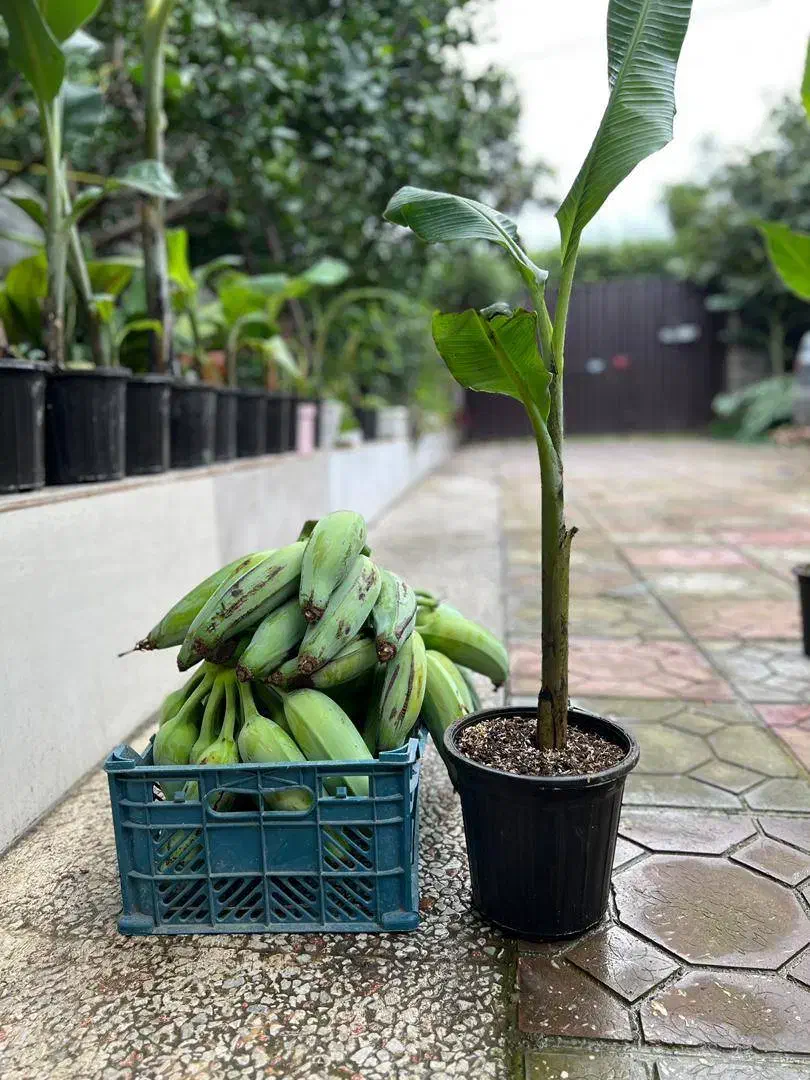 فروش نهال موز|گل و گیاه طبیعی|نوشهر, |دیوار