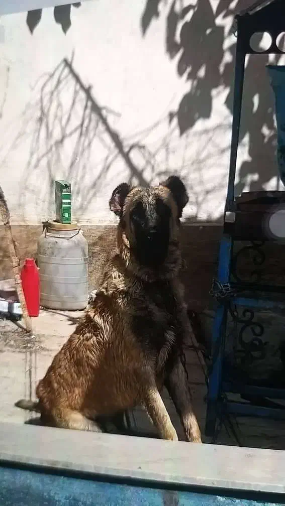 سگ سرابی|سگ|کوهسار (البرز), |دیوار