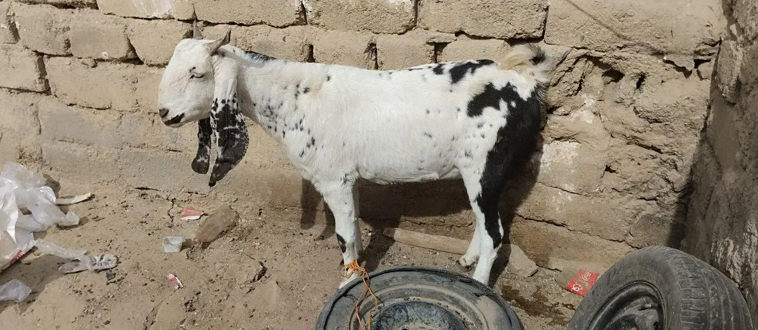 بزاصل پاکستانی|حیوانات مزرعه|زاهدان, |دیوار