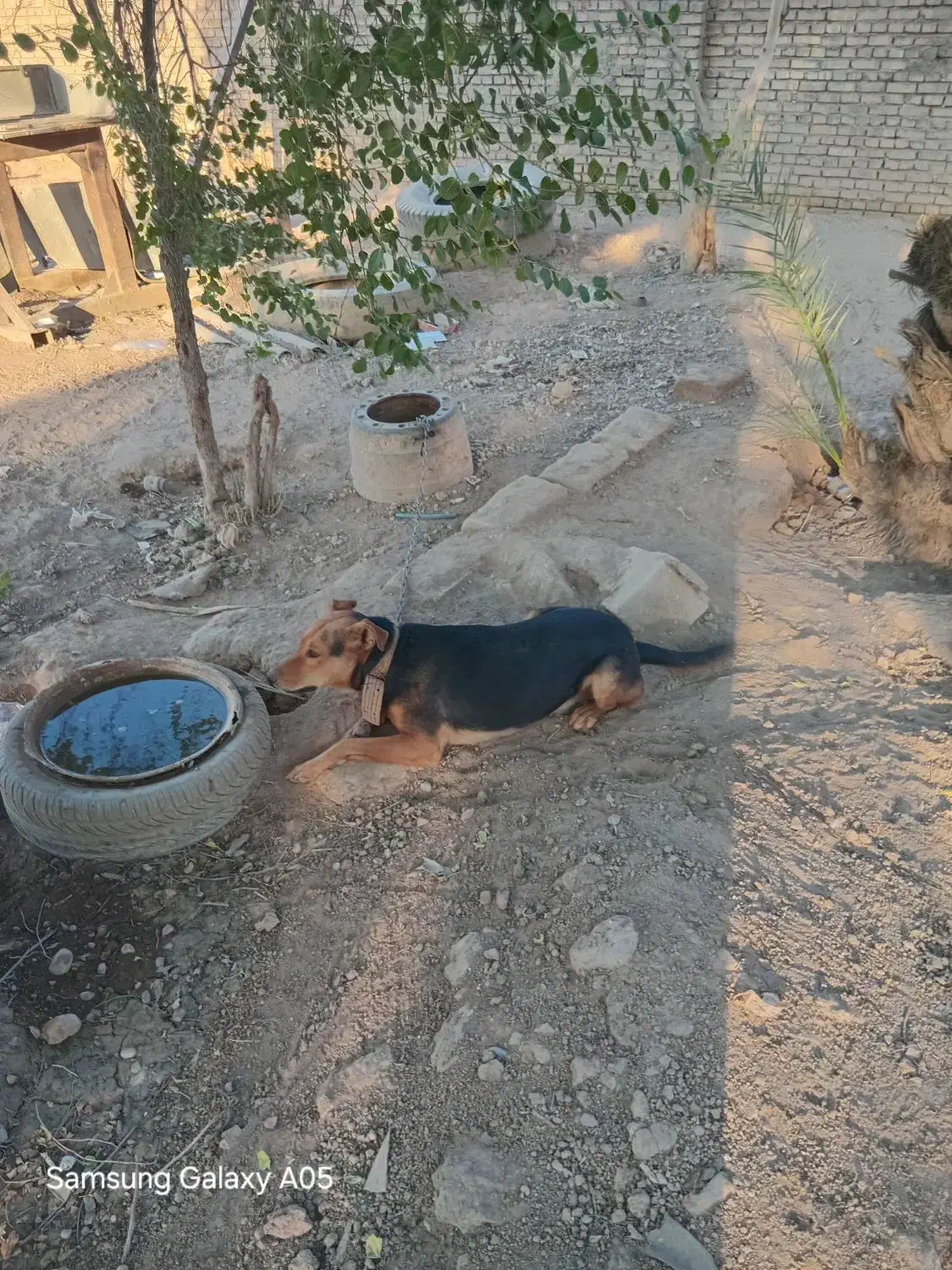 سگ ژرمن|سگ|اهواز, غیزانیه|دیوار