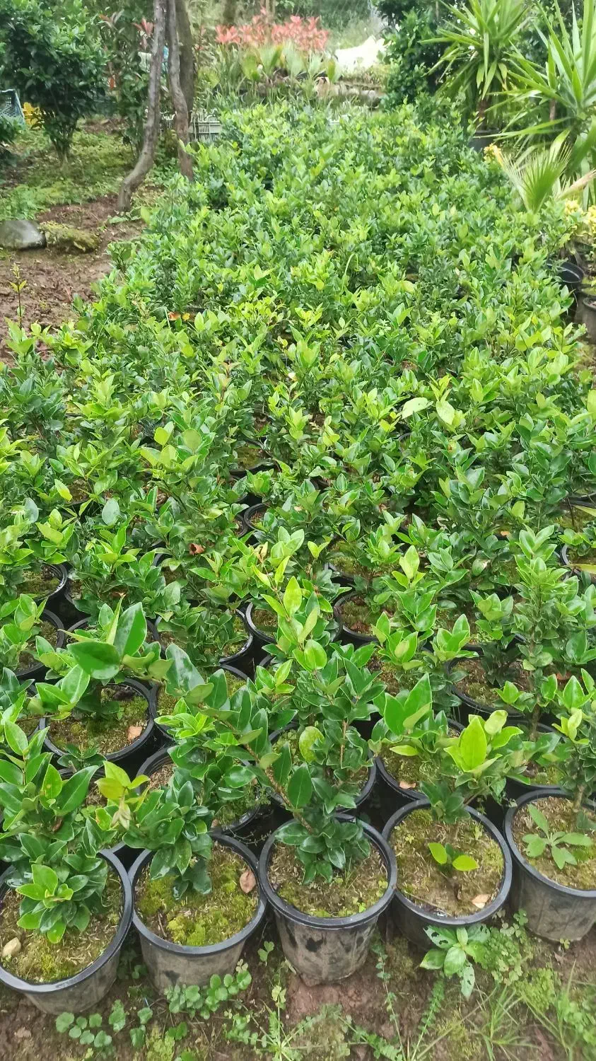 یاس هلندی|گل و گیاه طبیعی|رحیمآباد, |دیوار