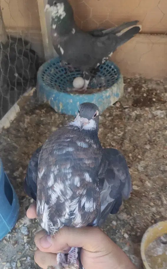 کفتر جفت امری افشون(شیرازی)|پرنده|رفسنجان, |دیوار