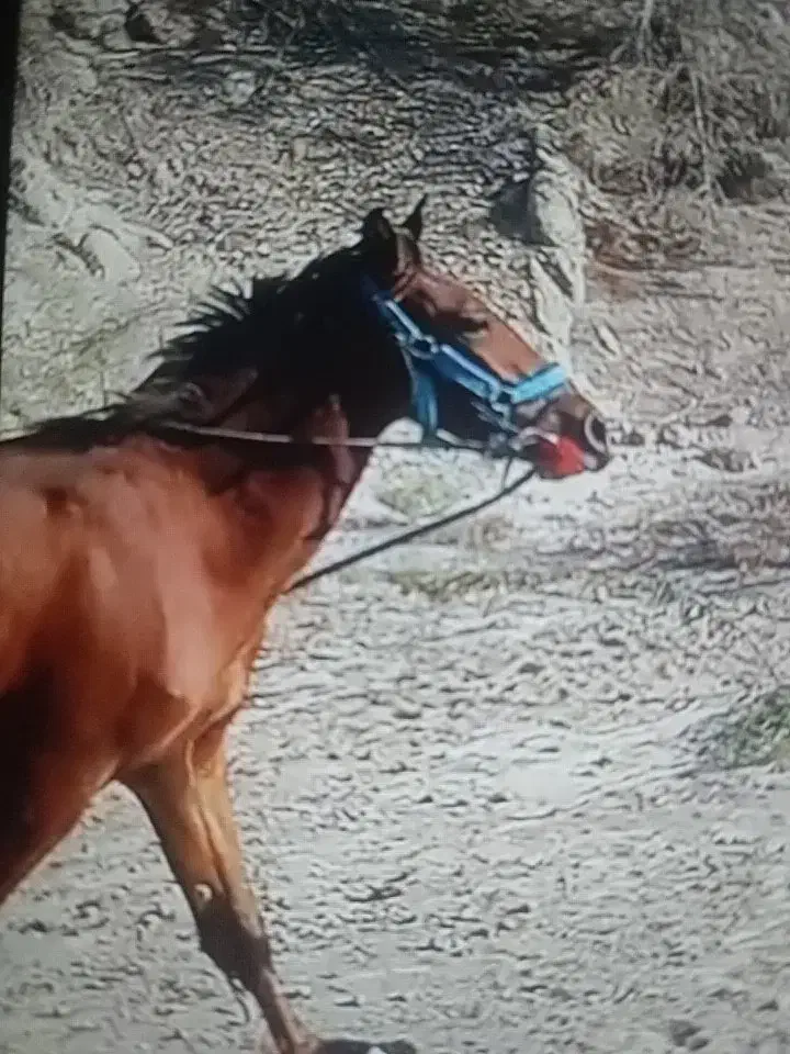 مادیان|اسب و تجهیزات اسب‌سواری|میناب, |دیوار