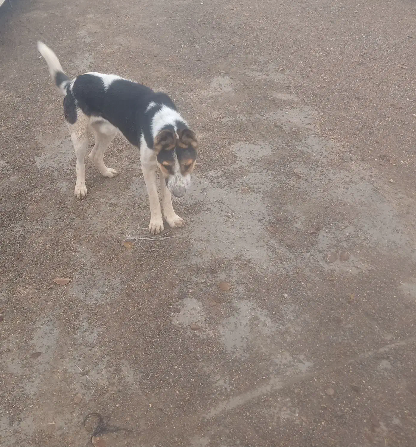 سگ ژرمن|سگ|فسا, |دیوار