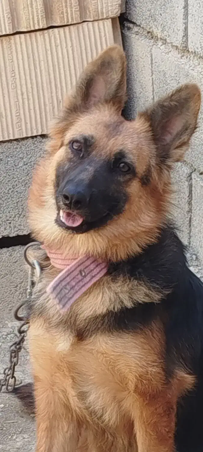 ماده سگ ژرمن|سگ|ارزوئیه, |دیوار