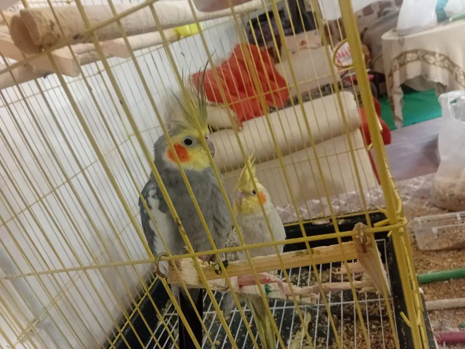 عروس هنلدی|پرنده|علیآباد کتول, |دیوار