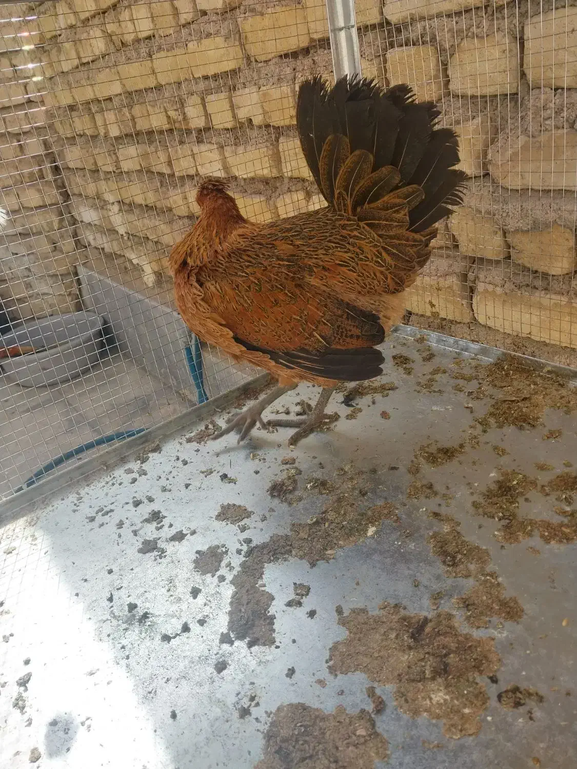 مرغ و خروس|حیوانات مزرعه|شیراز, کوشک میدان|دیوار