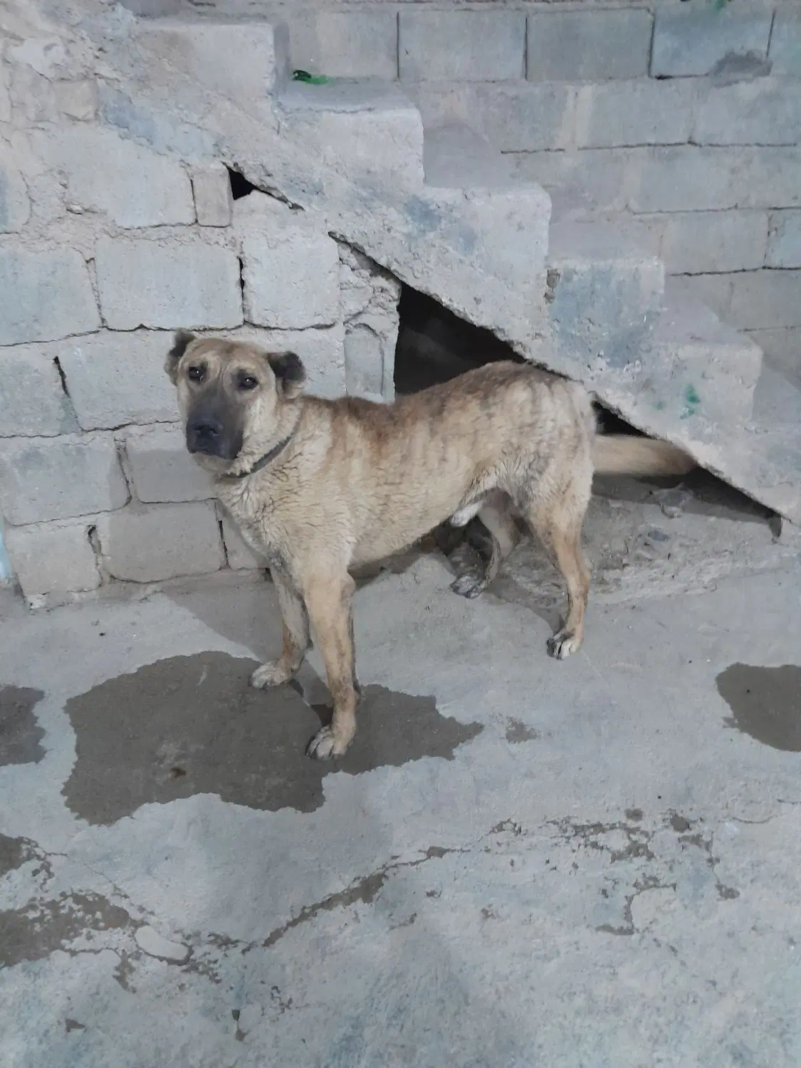 سگ گله ای|سگ|اردل, |دیوار