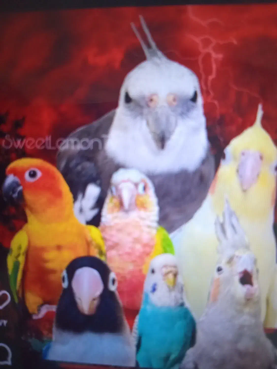 پرنده سرای  علیرضا|پرنده|دالخانی, |دیوار