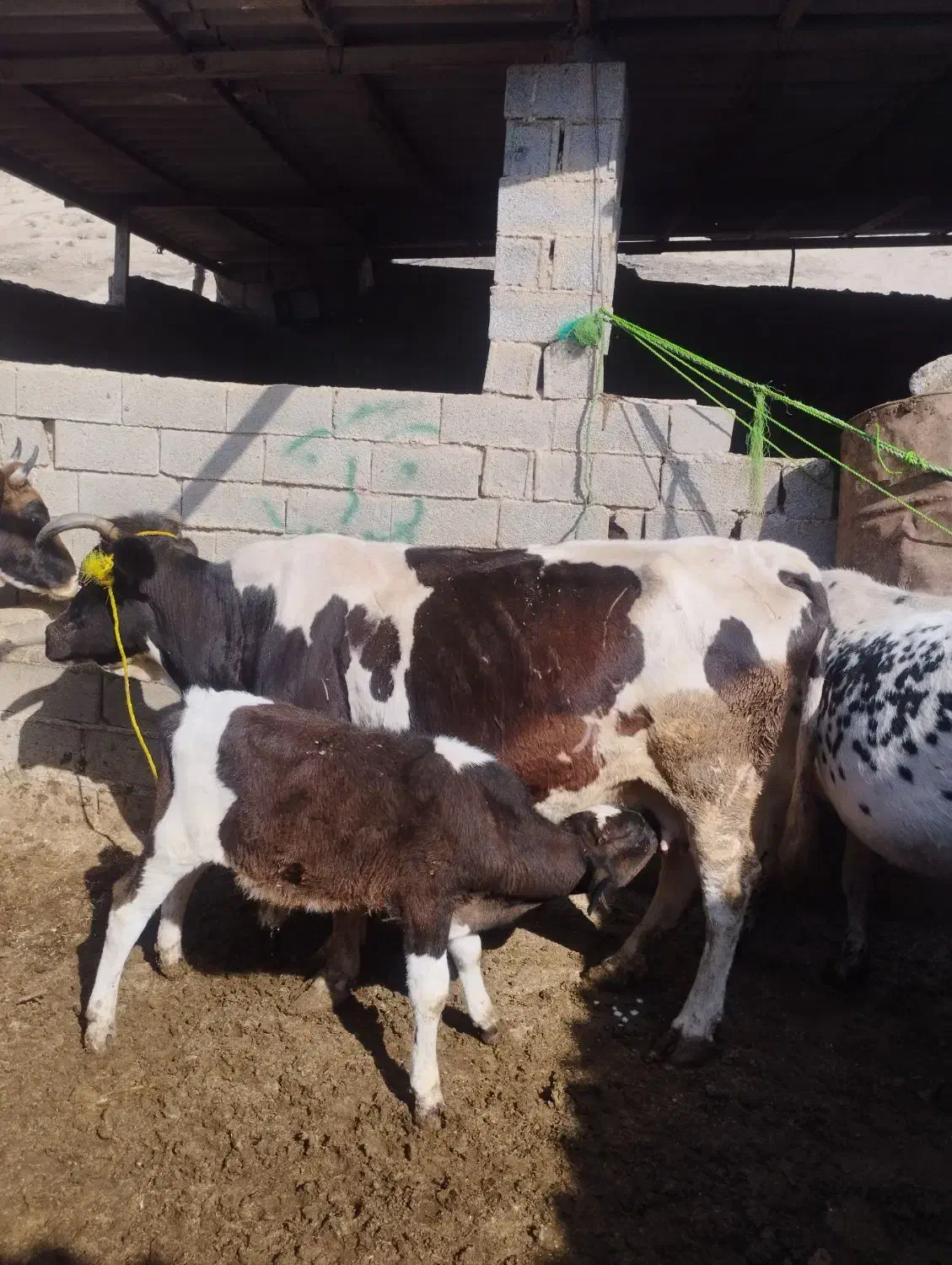 گاو گوساله دار نر 10کیلو شیر|حیوانات مزرعه|فراغی, |دیوار