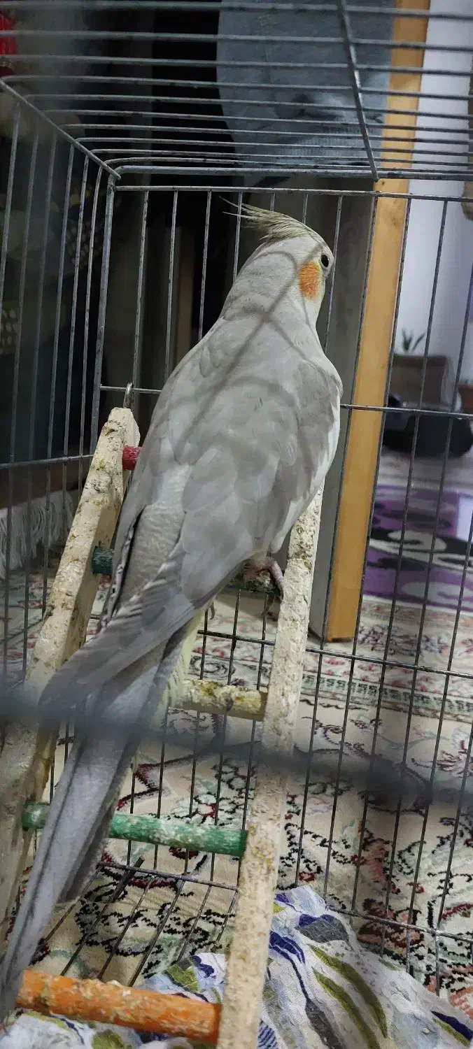 عروس  نر و ماده مولد دستی|پرنده|پاکدشت, پاکدشت (مامازند)|دیوار