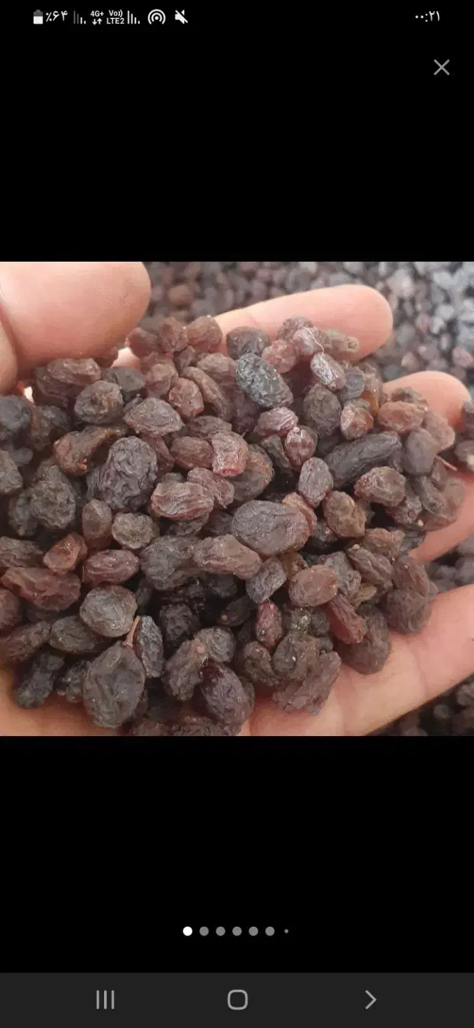 خرید و فروش کشمش افتاب خشک|عمده‌فروشی|رشت, باهنر|دیوار