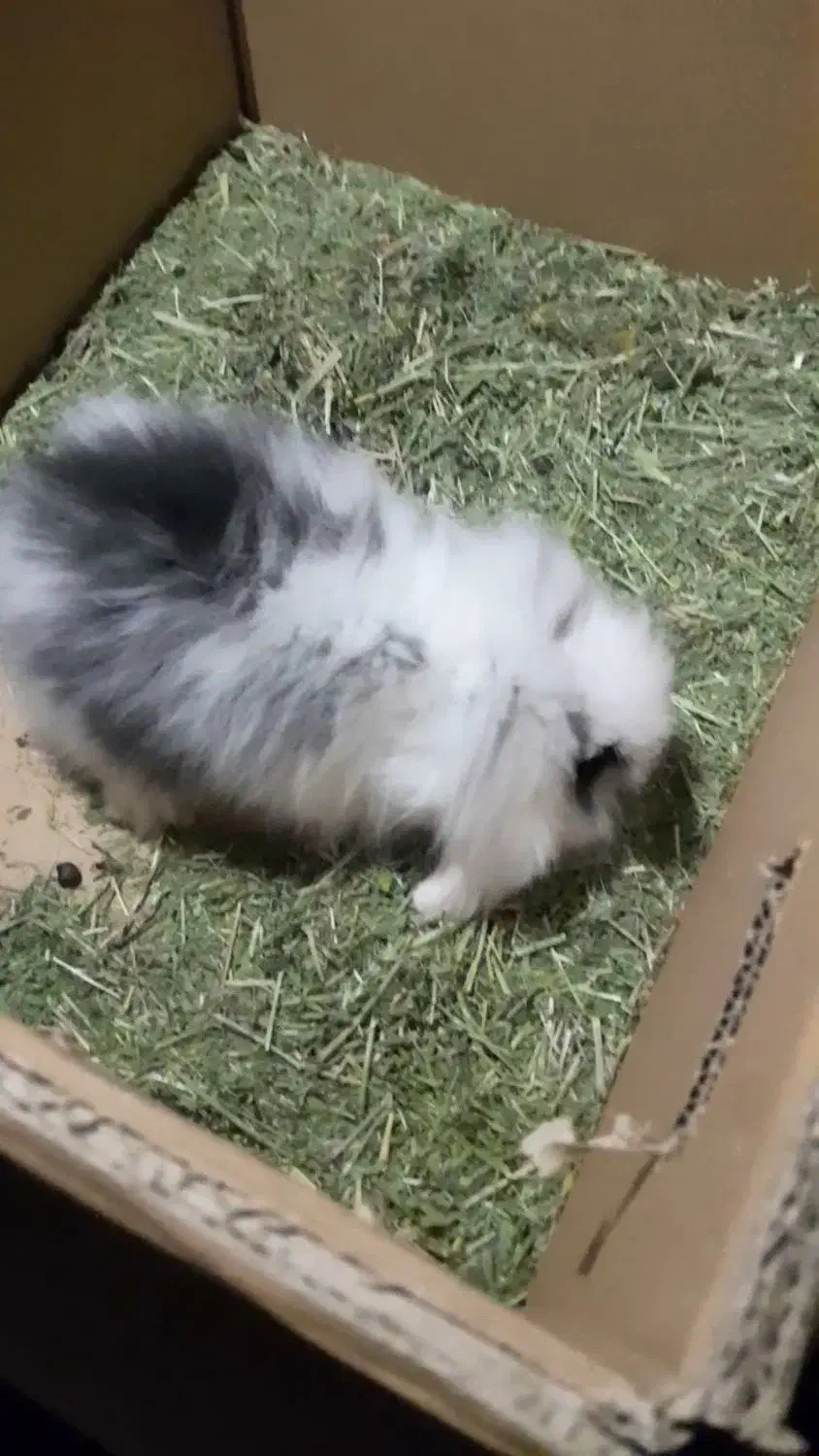 خرگوش لوپ|موش و خرگوش|شبانکاره, |دیوار