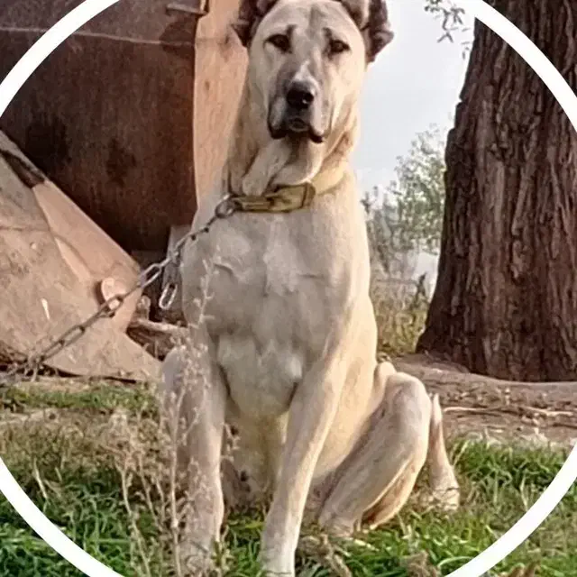 سگ سراب|سگ|همدان, |دیوار