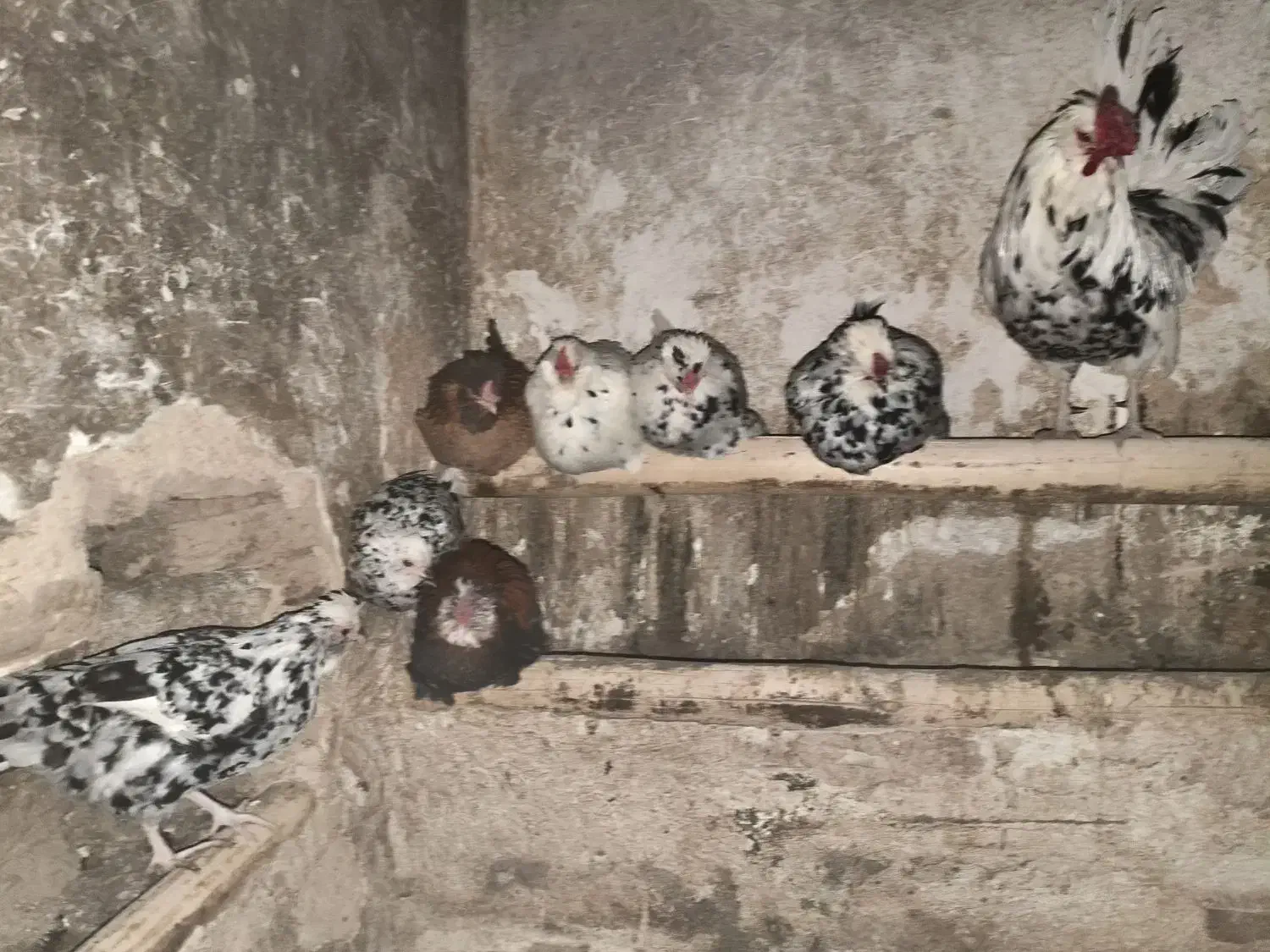 مرغ و خروس گلین و لری|حیوانات مزرعه|جونقان, |دیوار