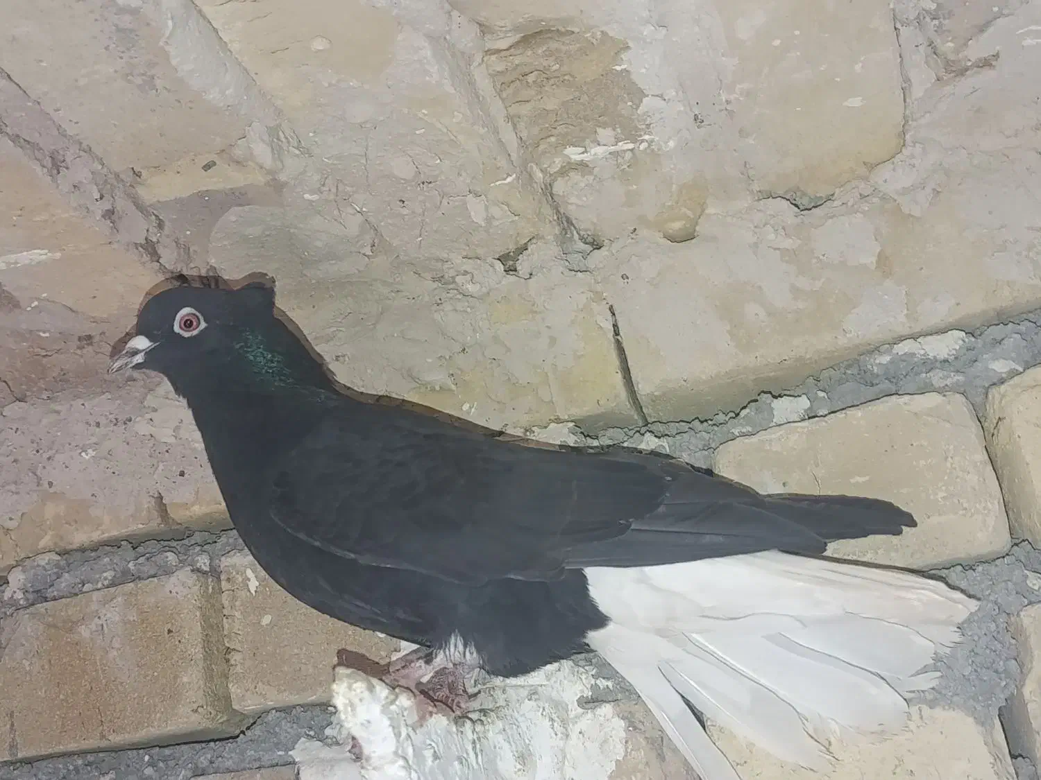 طوقی زیل دم دسفید|لوازم جانبی حیوانات|تاکستان, |دیوار