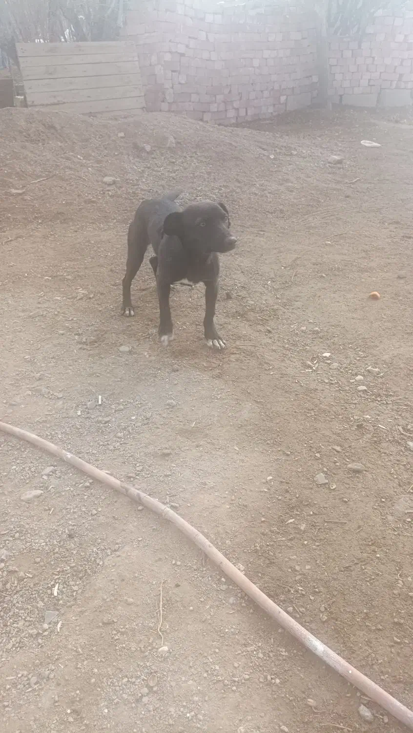 حیوانات سگ|سگ|یزدان شهر, |دیوار