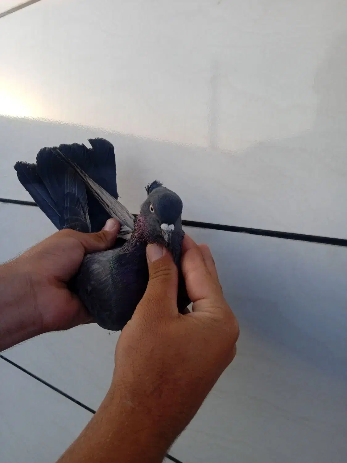 کبوتر|پرنده|کوهدشت, |دیوار