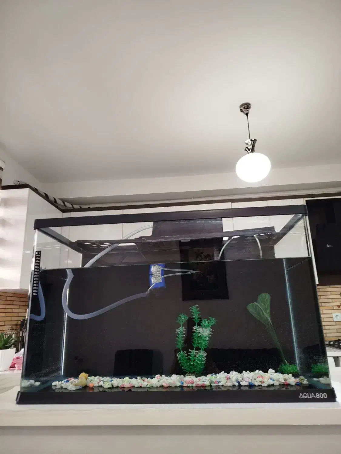 آکواریوم سالم و بزرگ شرکتی در بیدستان|ماهی|محمدیه-قزوین, |دیوار