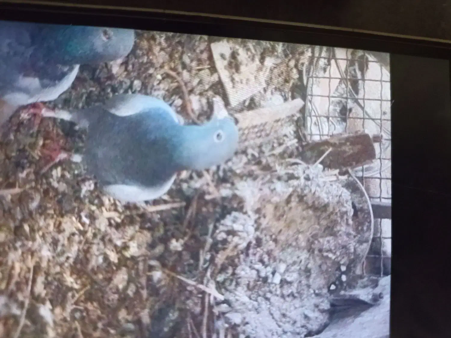 کبوتر جوجه|پرنده|برازجان, |دیوار