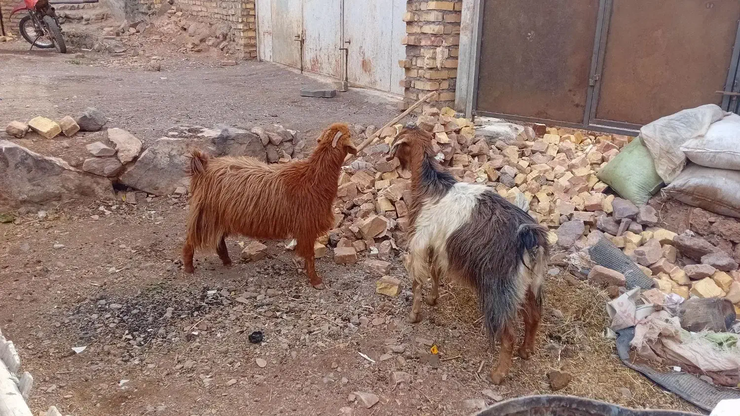 ۲راس بز|حیوانات مزرعه|مشکان, |دیوار