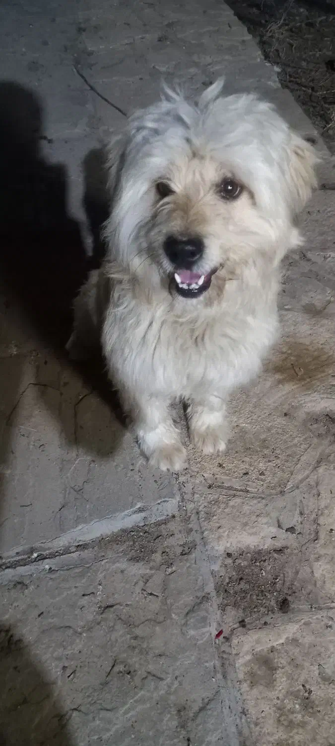 سگ باهوش|سگ|مشهد, ایثارگران|دیوار