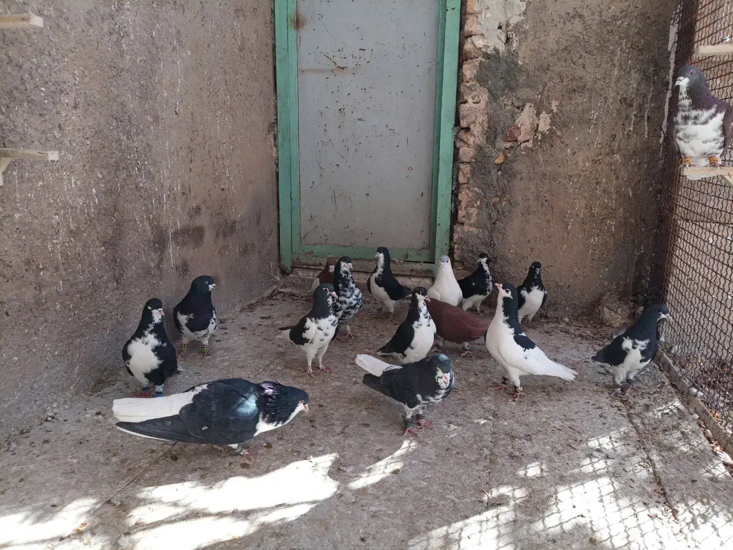 تعدادی چپ و راست|پرنده|پاسارگاد, |دیوار