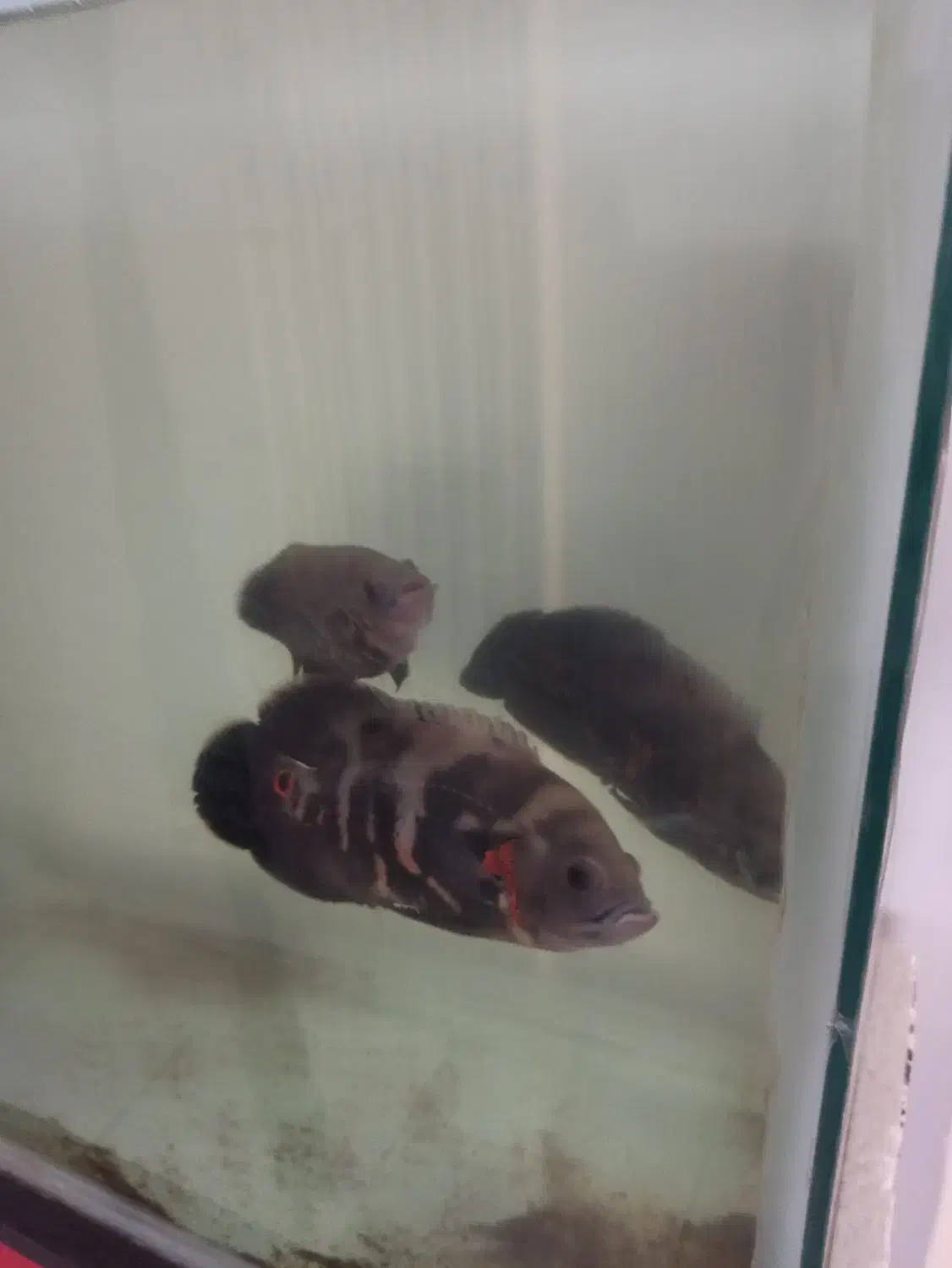 ماهی|ماهی|مشهد, توس (بلوار توس)|دیوار