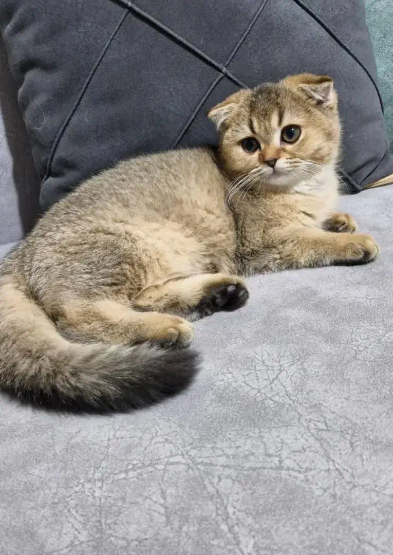 بچه گربه برایش اسکاتیش دو ماهه|گربه|اصفهان, شهرستان|دیوار