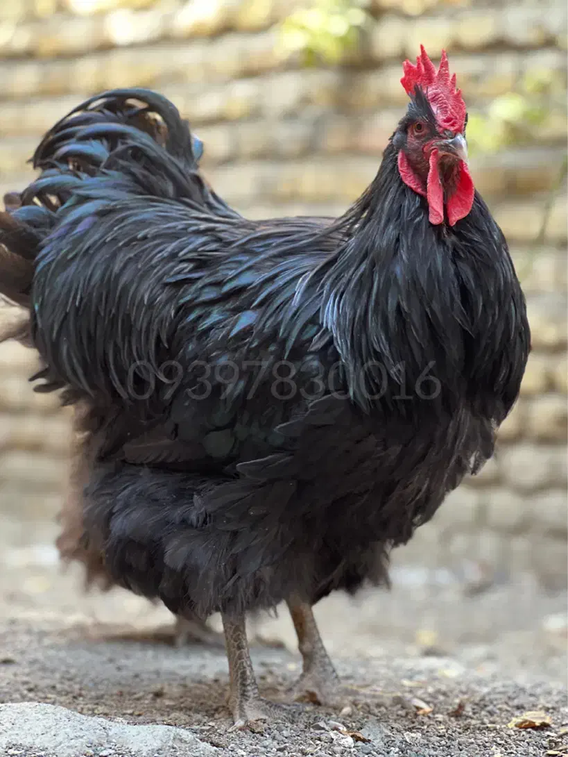 اورپینگتون نژاد سلطنتی|حیوانات مزرعه|تهران, آرژانتین|دیوار