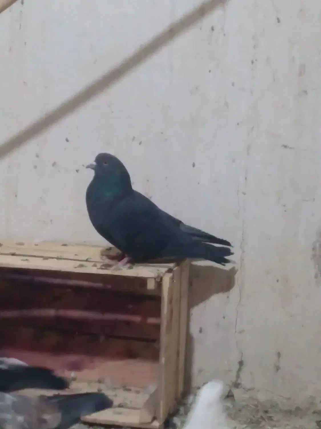 ۴۰عدد کفتر غریب همه پرشتی|پرنده|کوهدشت, |دیوار