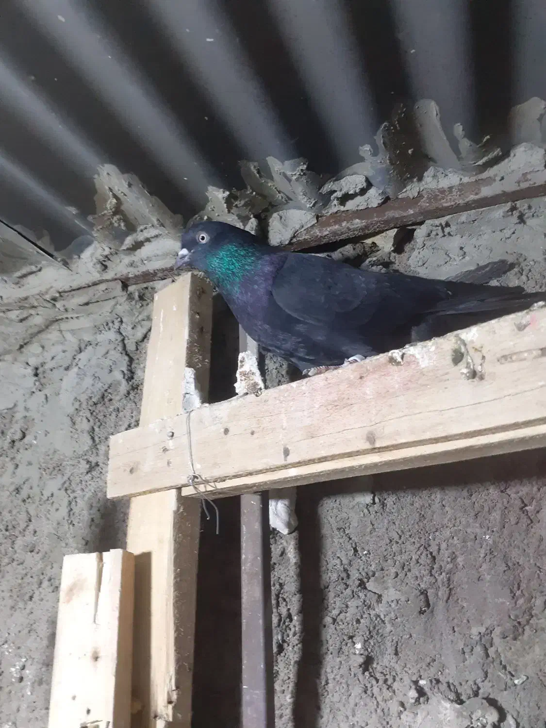 زاغ نر|پرنده|مسجد سلیمان, |دیوار