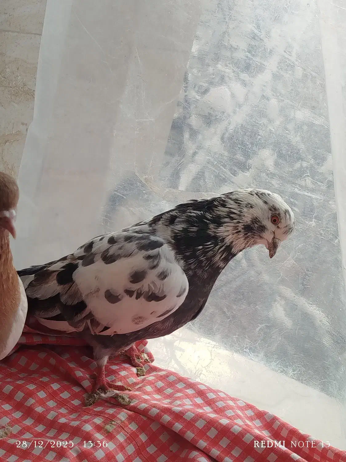 فروشی|پرنده|ماکو, |دیوار