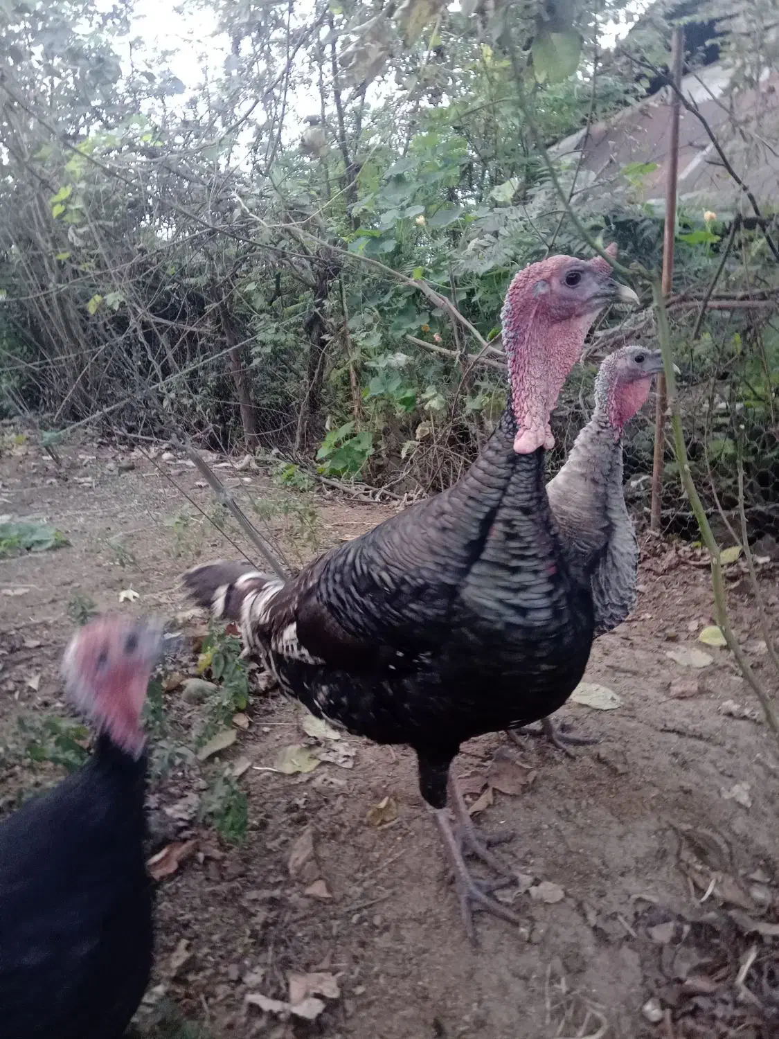 بوقلمون نر و ماده ،زنده|حیوانات مزرعه|تالش, جوکندان|دیوار