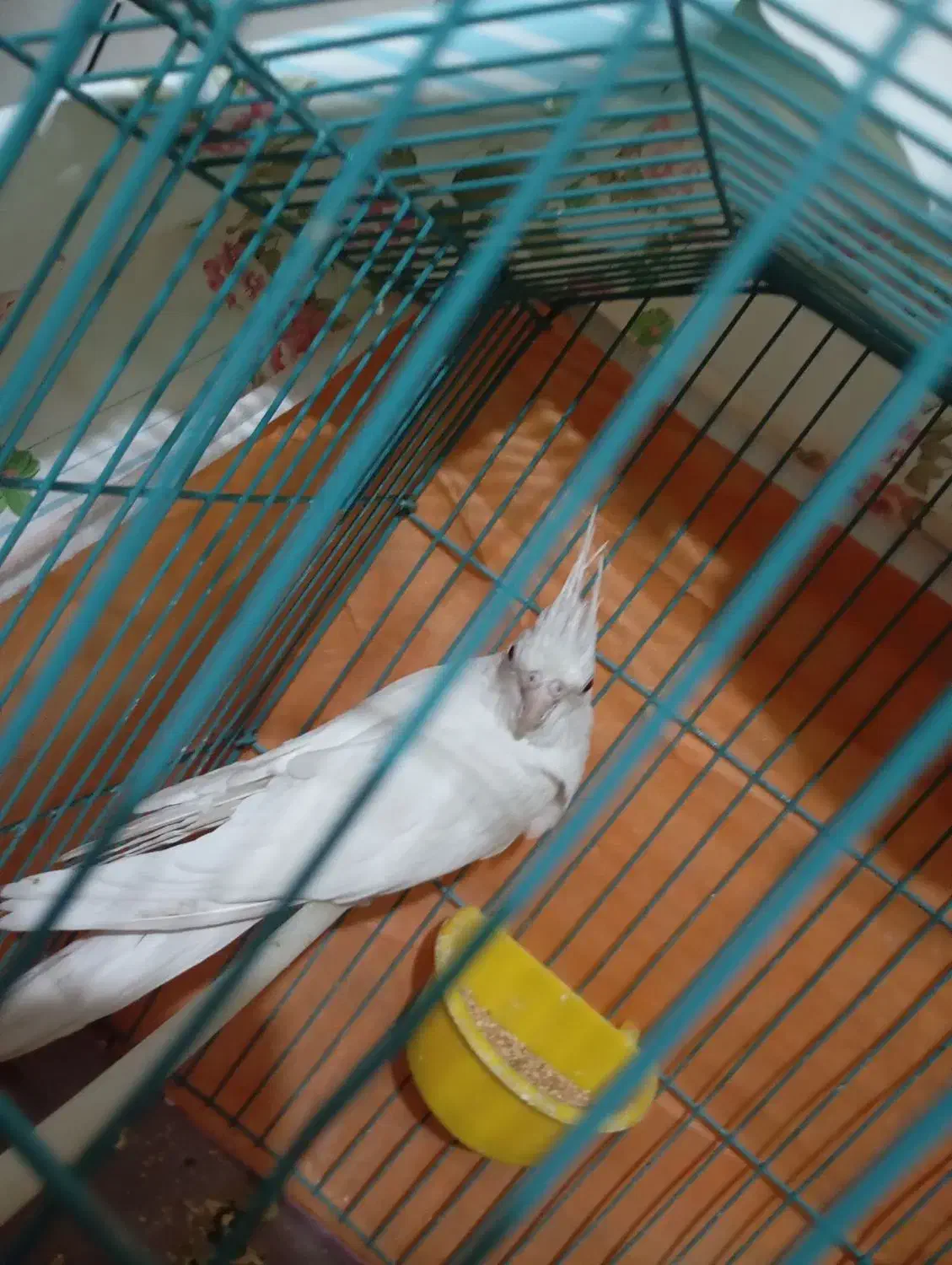 عروس هلندی|پرنده|شهرضا, |دیوار