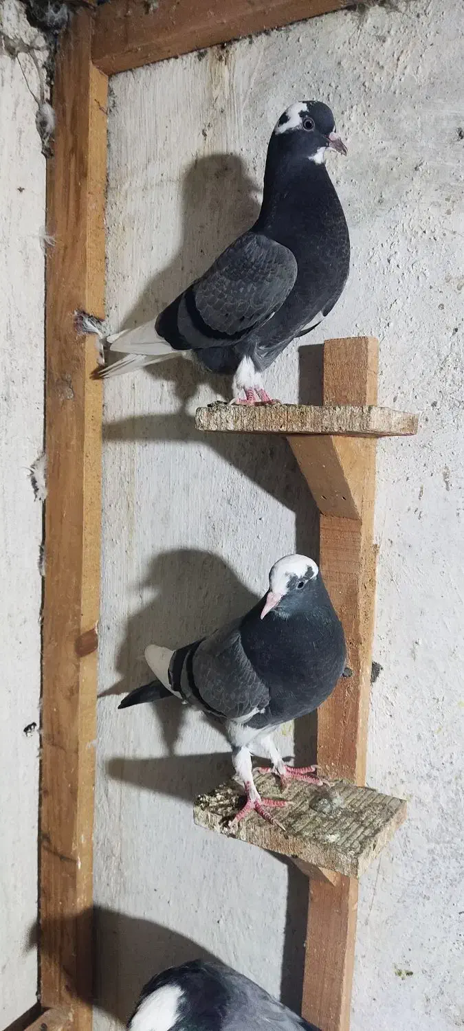 کبوتر پرشی نر ماده گرگی ابلغ|پرنده|بابل, |دیوار