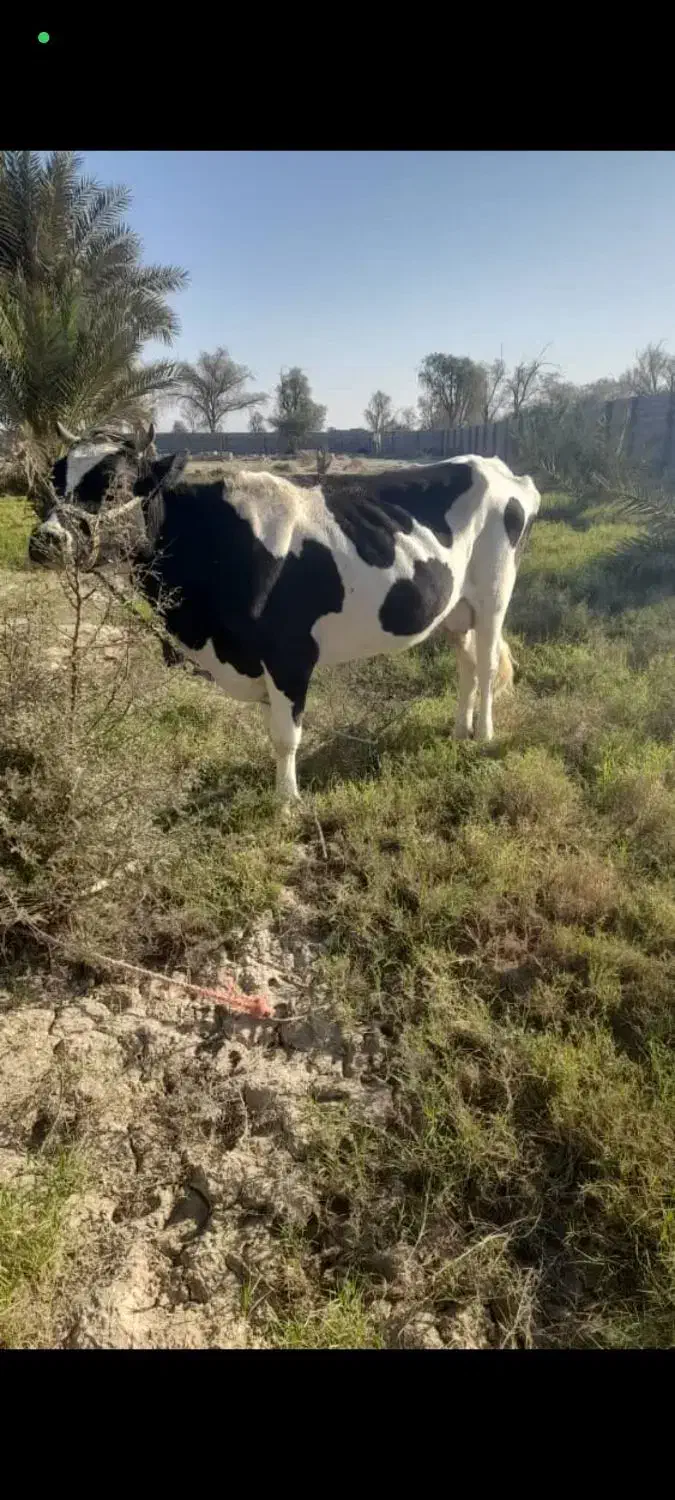 گاو ماده|حیوانات مزرعه|قلعه قاضی, |دیوار