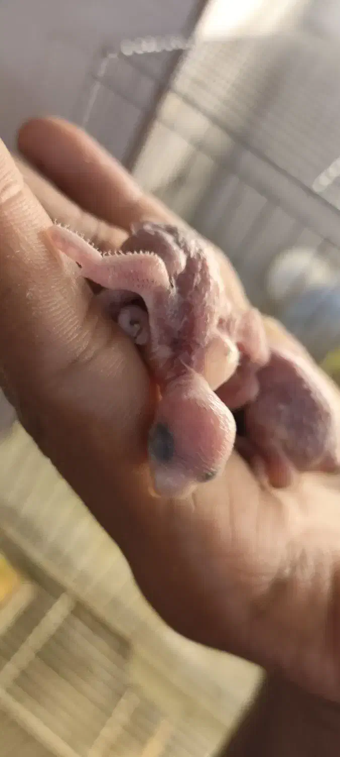 مرغ عشق رنگ خاص با جوجه|پرنده|قزوین, |دیوار