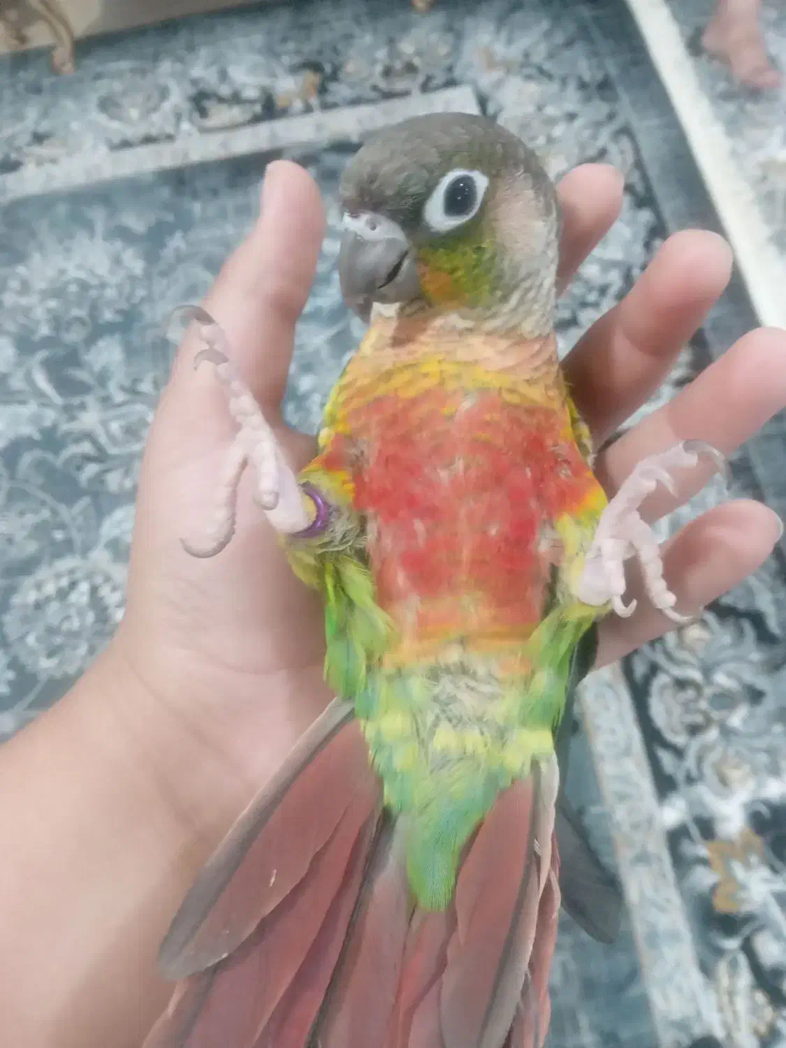 گرینچیک|پرنده|رضویه, |دیوار