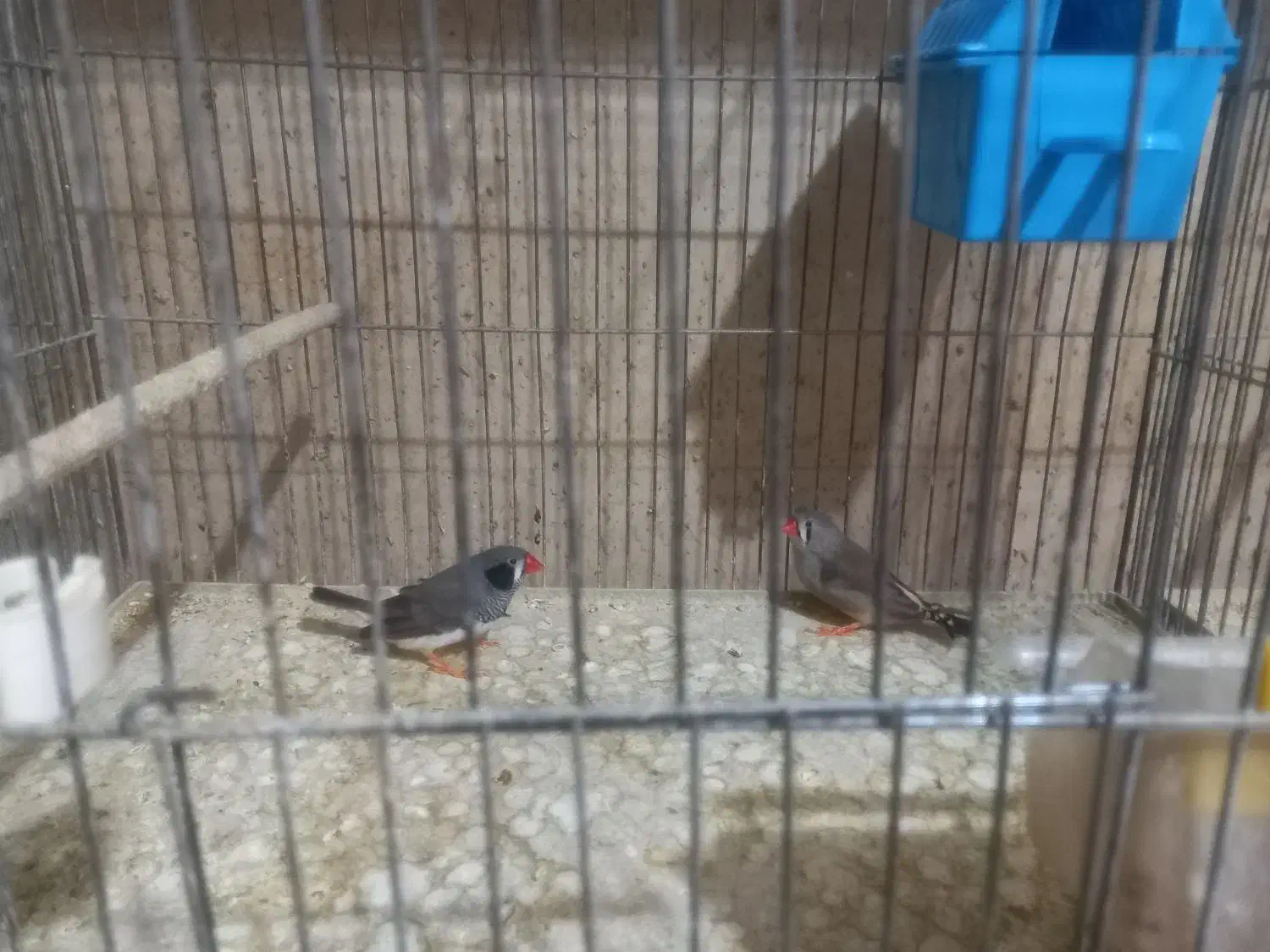 فنج زبرا ولپ سیاه|پرنده|مبارکه, |دیوار