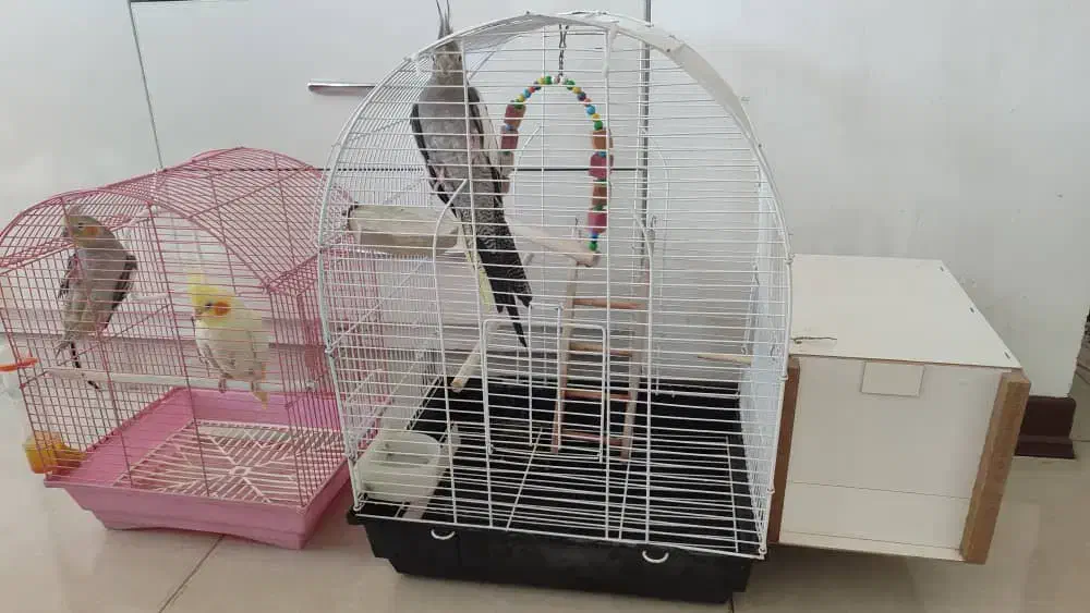 عروس هلندی|پرنده|باغستان, |دیوار